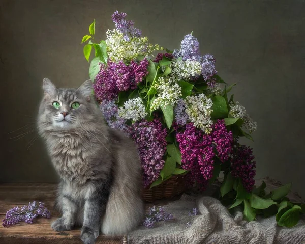 Natura Morta Con Splendido Bouquet Curioso Gattino Grigio — Foto Stock