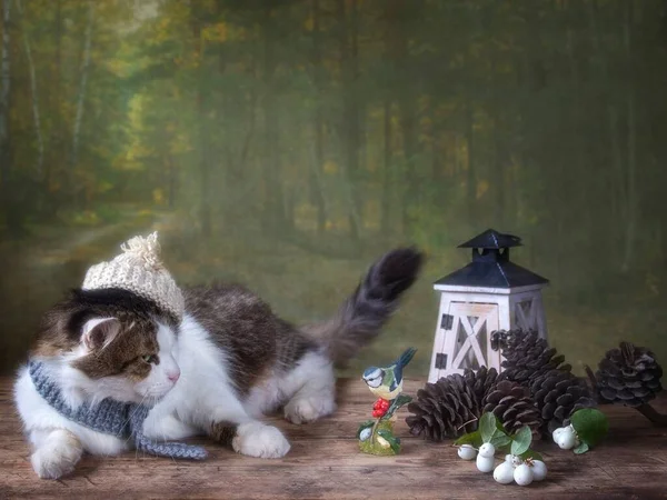 Porträt Einer Flauschigen Katze Mit Strickmütze Vor Dem Hintergrund Des — Stockfoto