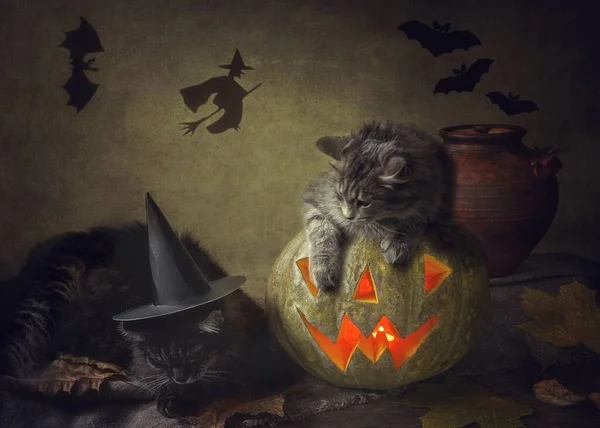 Tarjeta Felicitación Halloween Con Gatos Divertidos — Foto de Stock
