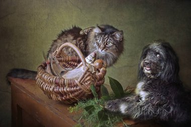 Balık, yaşlı kedi ve köpekle sakin bir hayat.