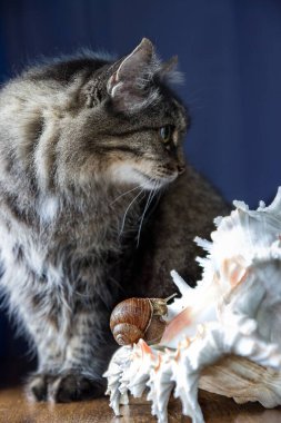 Sevimli tekir kedinin ve sevimli salyangozun portresi.