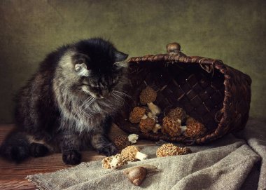 Bahar mantarları ve meraklı tekir kedilerle dolu bir hayat