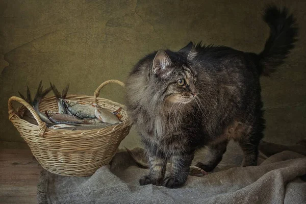 Balık Yaşlı Kediyle Sakin Bir Hayat — Stok fotoğraf