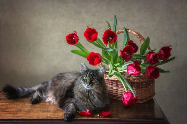 Bodegón Floral Adorable Gato Tabby — Foto de Stock