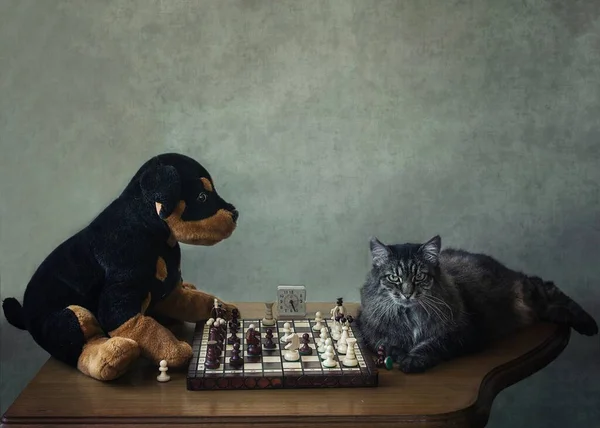 Тэбби Кот Играет Шахматы Плюшевой Игрушечной Собакой — стоковое фото