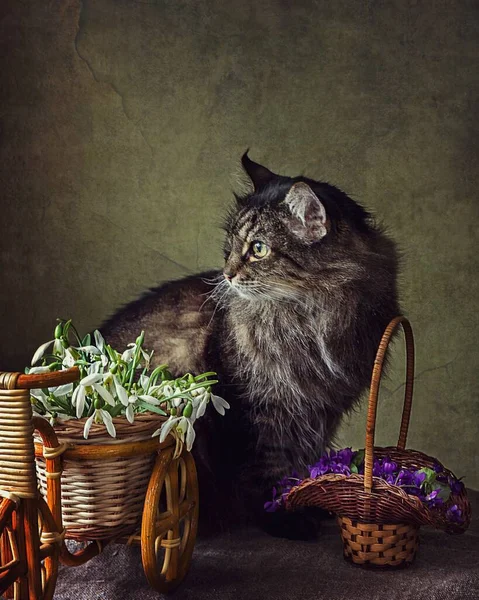Nature Morte Florale Adorable Chat Tabby — Photo