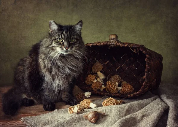 Stillleben Mit Frühlingspilzen Und Neugieriger Tabby Katze — Stockfoto