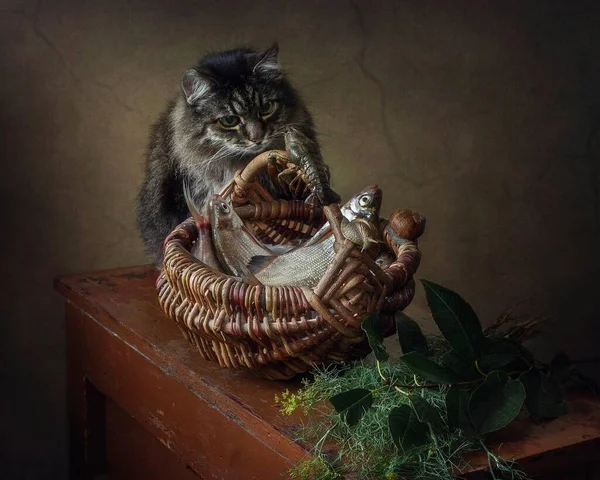 Still life with fish and old cat — Stock Image Still Life Fish Old Cat Royalty Free Stock Photos
