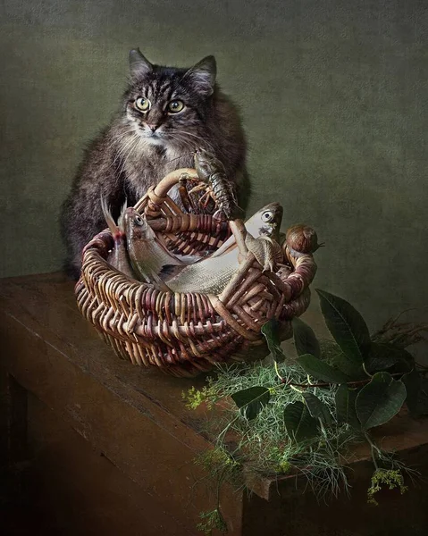 Still life with fish and old cat — Stock Image Still Life Fish Old Cat Stock Photo