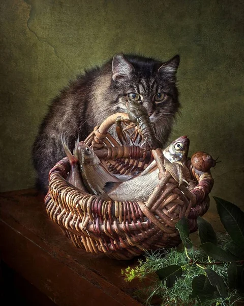 Still life with fish and old cat — Stock Image Still Life Fish Old Cat Stock Picture