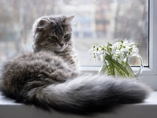 Schöne Kätzchen Auf Der Fensterbank Mit Einem Strauß Schneeglöckchen — Stockfoto