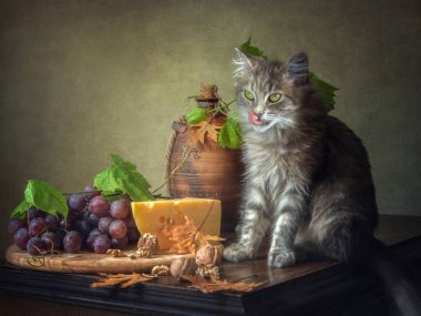 Peynir yiyen aç kedi yavrusu.