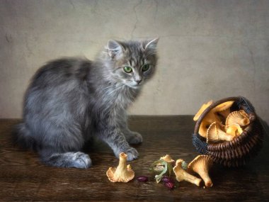Küçük gri kedi yavrusu ve mantarlı kurabiyeler