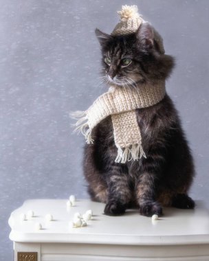 Sıcak örgü şapkalı yaşlı tekir kedi