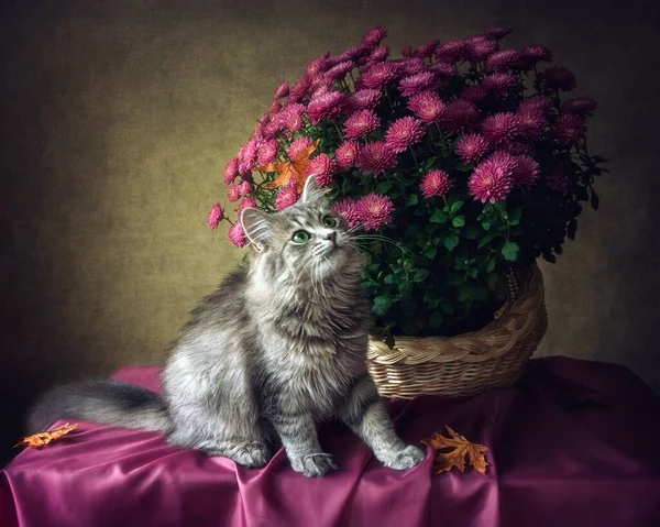 분홍빛 국화와 고양이와 도살고 — 스톡 사진