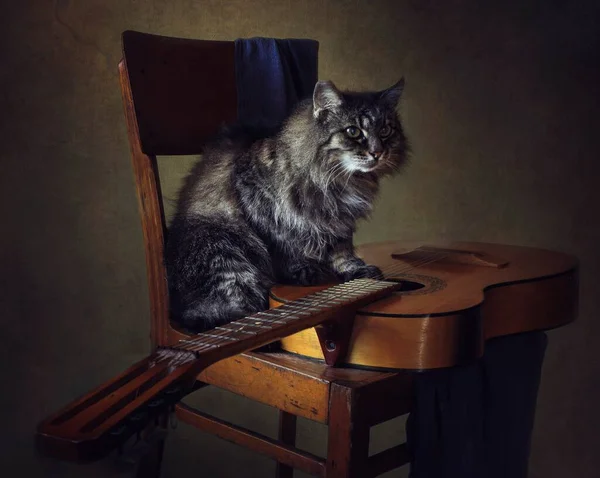 Still life with guitar and cat