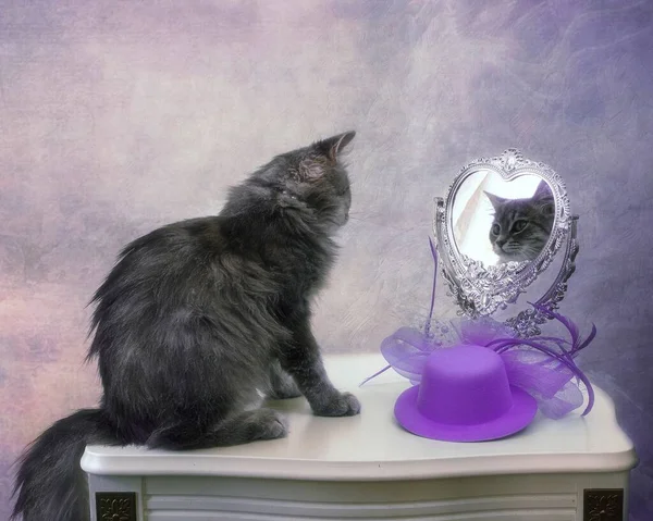 Adorável Gatinho Cinza Olhando Para Espelho — Fotografia de Stock
