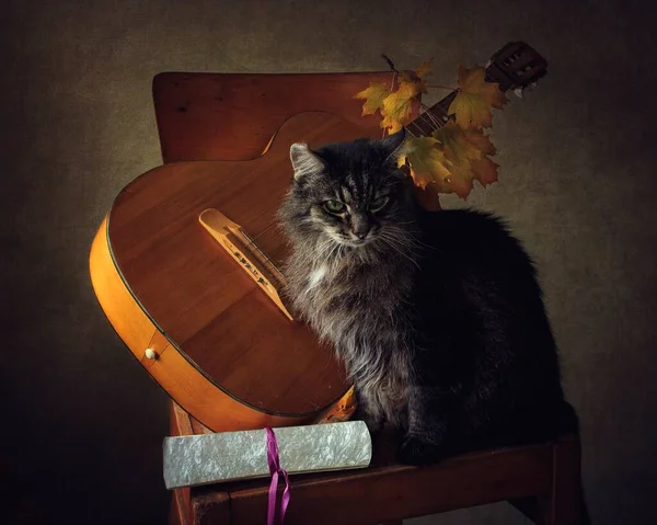 Bodegón Con Guitarra Gato — Foto de Stock