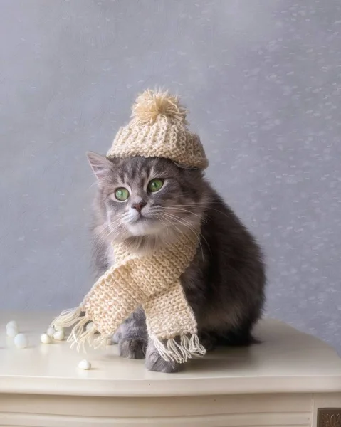 Charmin Kleines Graues Kätzchen Winterkleid — Stockfoto