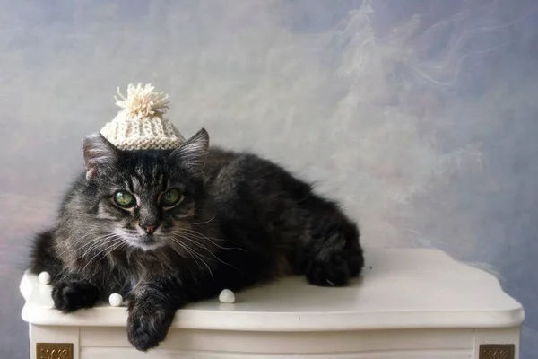 Old tabby cat in a warm knitted hat