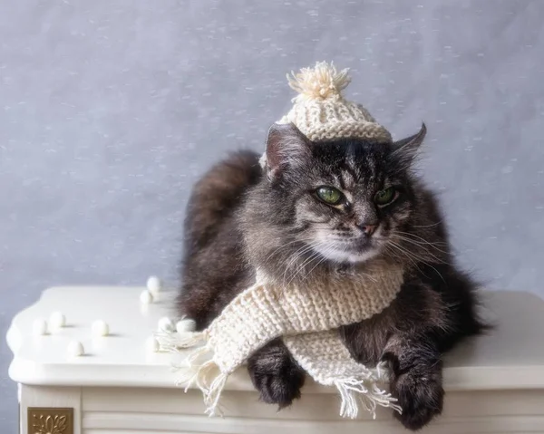 모자를 고양이 — 스톡 사진