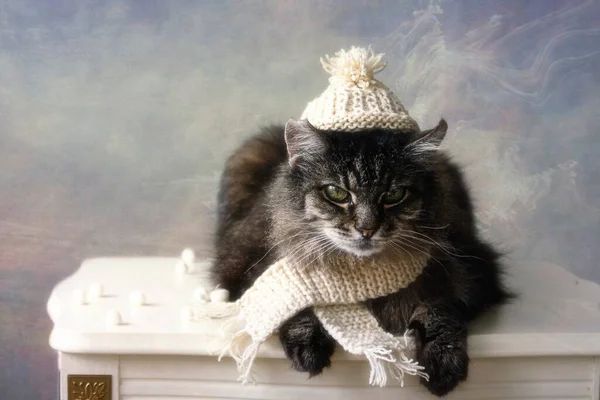 Alte Gestromte Katze Mit Warmer Strickmütze — Stockfoto