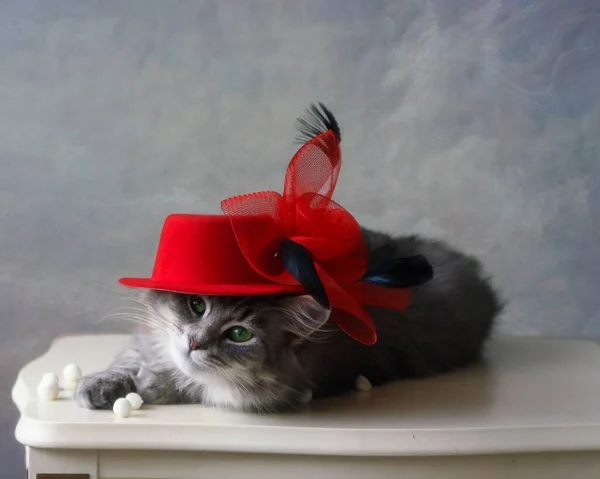 모델에 나오는 고양이 — 스톡 사진