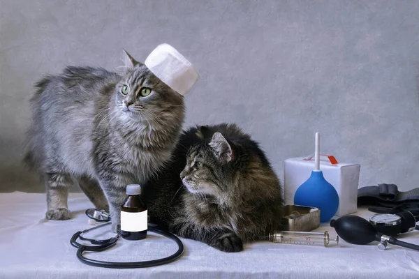 Сюжет Медицинскую Тему Кошками — стоковое фото