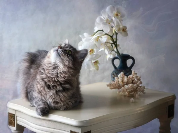 Bodegón Con Orquídeas Blancas Gatito Gris —  Fotos de Stock