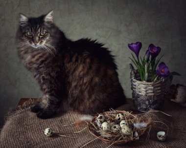 Bahar, bıldırcın yumurtası ve kediyle hayat dolu.