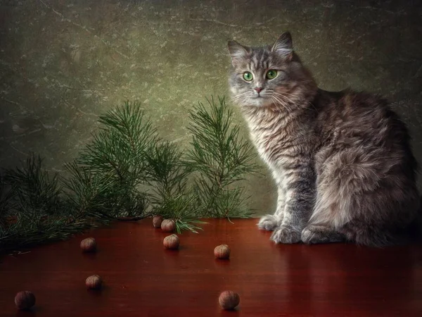 Şirin gri kedi fındıklarla oynuyor.