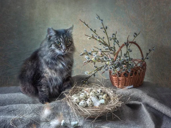 Natureza Morta Com Ramos Salgueiro Gato — Fotografia de Stock