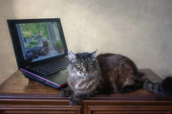 Viejo Gato Esponjoso Jugando Con Ordenador Portátil — Foto de Stock