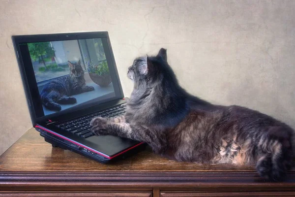 Gammal Fluffig Katt Leker Med Bärbar Dator — Stockfoto