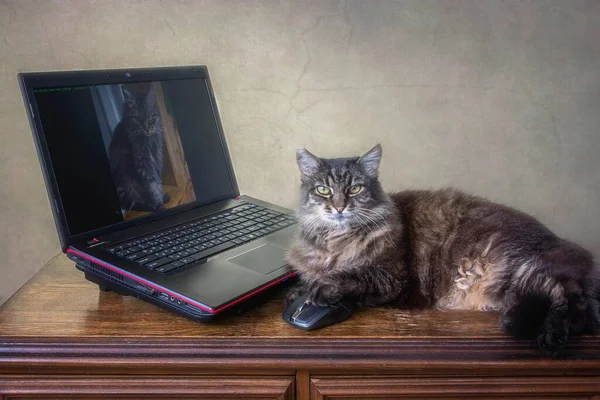 Old fluffy cat playing with a laptop