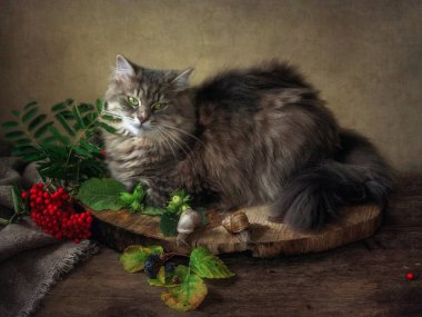 Tatlı salyangozlar ve sevimli gri kedi