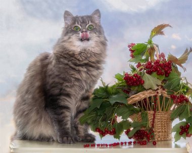Viburum dallı sepet ve Kitty 'cilik oynamak.