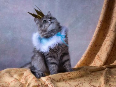 Prenses tacındaki büyüleyici gri kedi