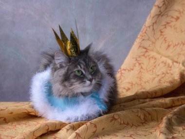 Prenses tacındaki büyüleyici gri kedi