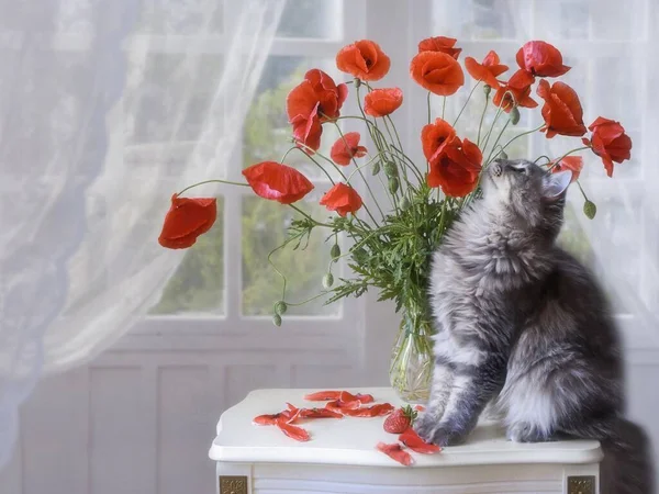 Still life with splendid bouquet of poppies and funny kitty