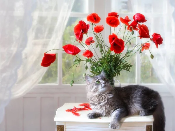 Still life with splendid bouquet of poppies and funny kitty