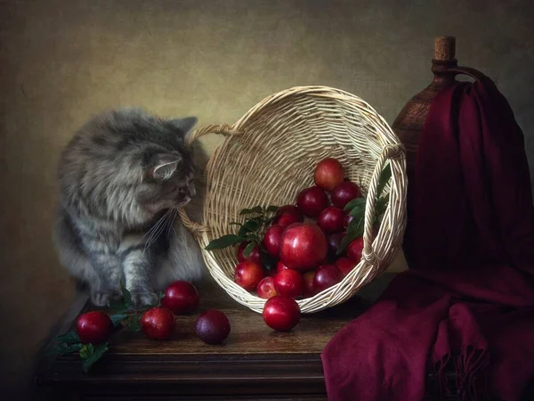 Gatinho Cinza Cesta Com Frutas — Fotografia de Stock