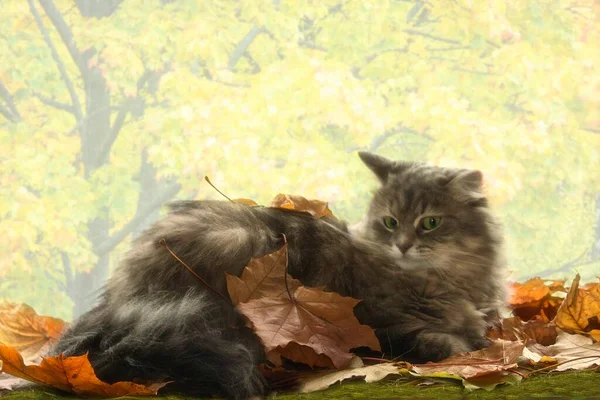 Adorable Grey Kitty Falling Leaves — Stock Photo, Image