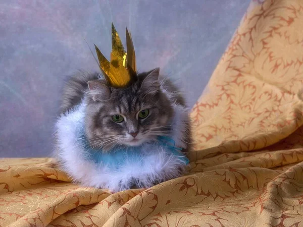 Charming Gray Kitty Princess Crown — Stock Photo, Image