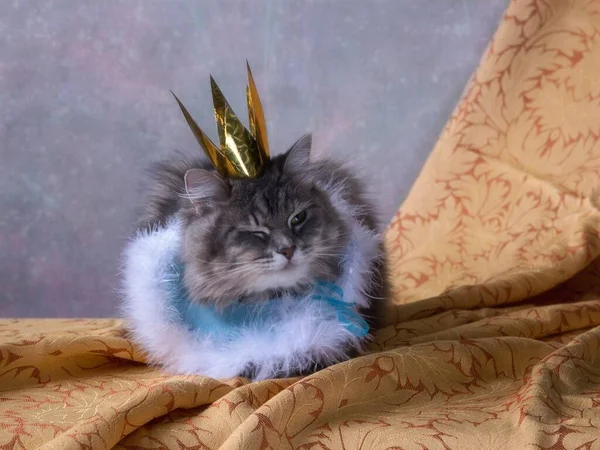 Charming Gray Kitty Princess Crown — Stock Photo, Image