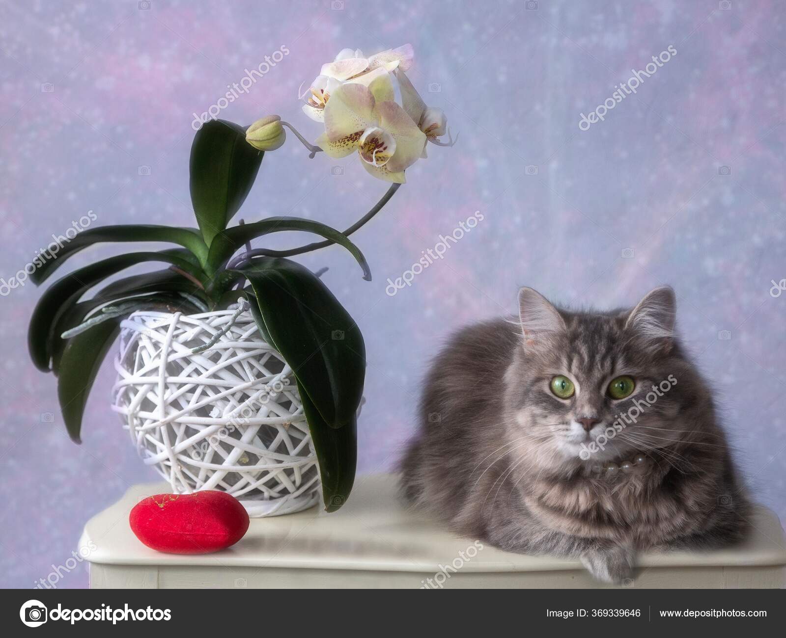 Beautiful Cat Orchid Flowers Stock Photo by ©daykiney 369339646