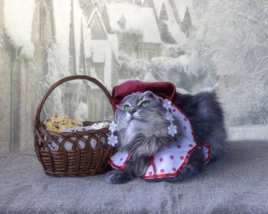 Kostümlü sevimli gri kedicik Kırmızı Başlıklı Şapka