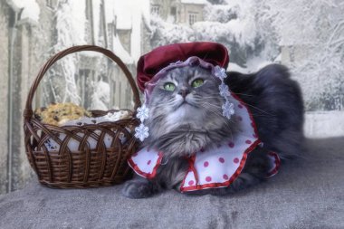 Kostümlü sevimli gri kedicik Kırmızı Başlıklı Şapka