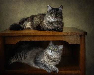 Yaşlı kedi genç gri kediyle oynuyor.