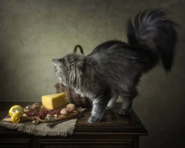 Piccolo Gattino Affamato Sulla Tavola Apparecchiata — Foto Stock